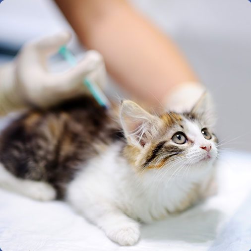 Immagine_vaccinazioni Immagine_vaccinazioni