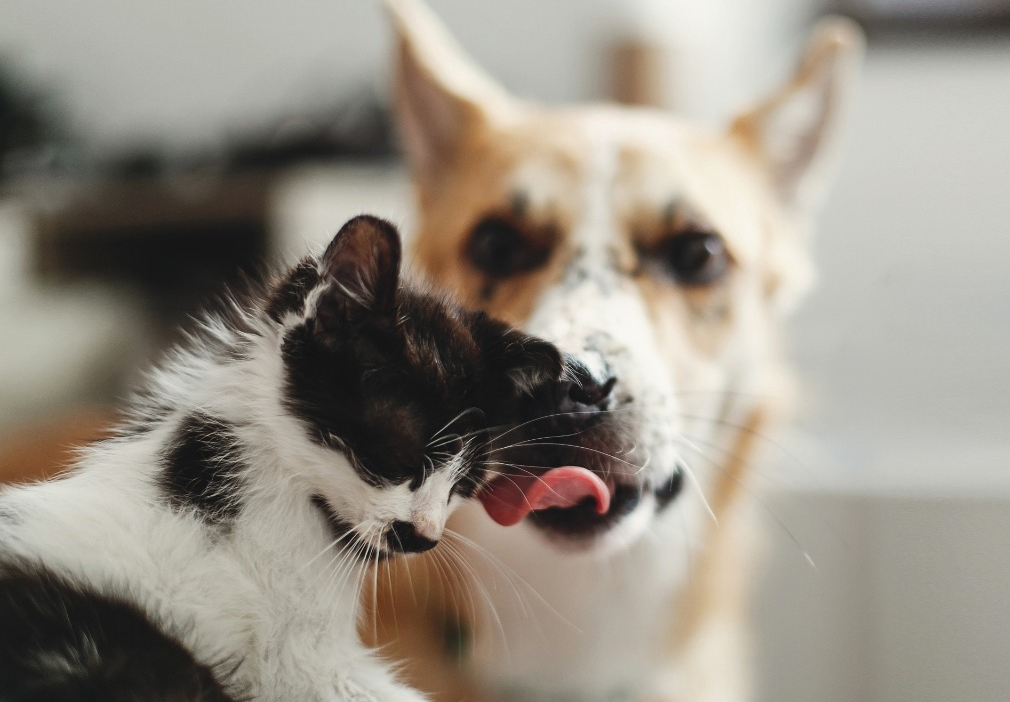 SicurPet